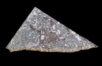 藏品(貝類化石群)的圖片